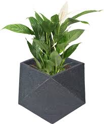 Diamanti Pot / Planter - Diamond Shape & Light Weight