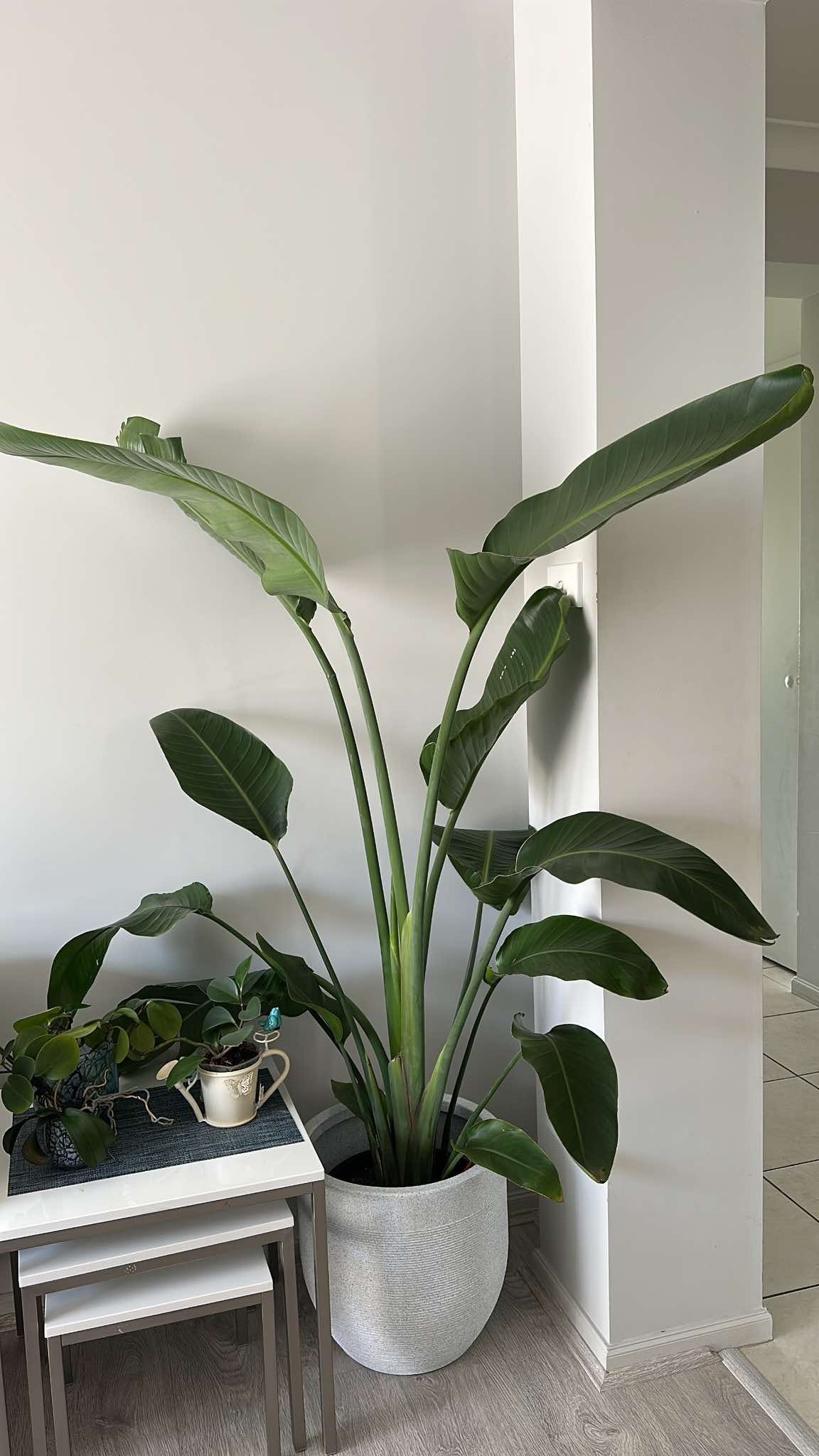 Orbis Pot / Planter - Light Weight  & Circular design that exudes simplicity