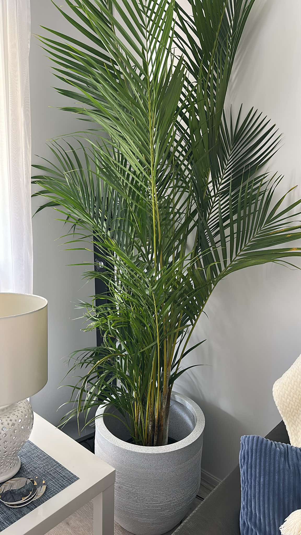 Orbis Pot / Planter - Light Weight  & Circular design that exudes simplicity